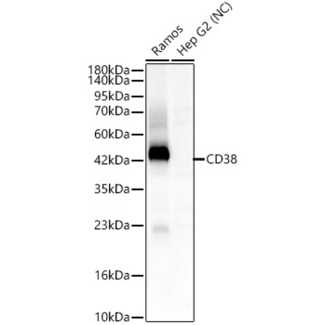 CD38 Rabbit Polyclonal Antibody
