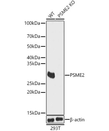 PSME2 Rabbit Polyclonal Antibody [KO Validated]