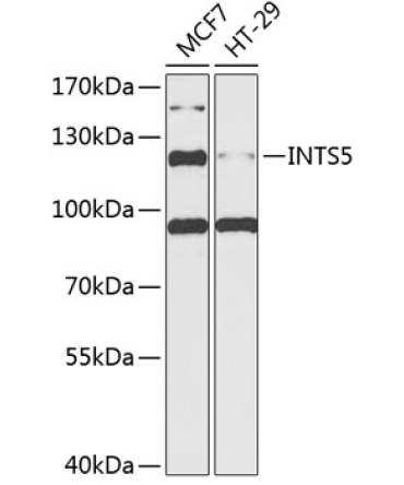 INTS5 Rabbit Polyclonal Antibody