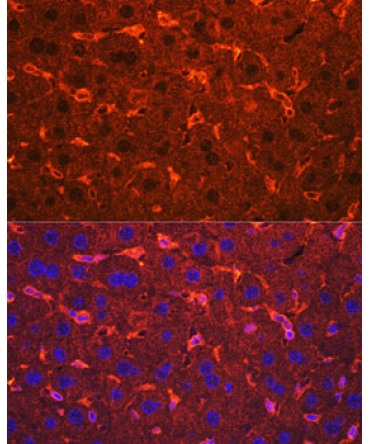 Ceruloplasmin Rabbit Polyclonal Antibody