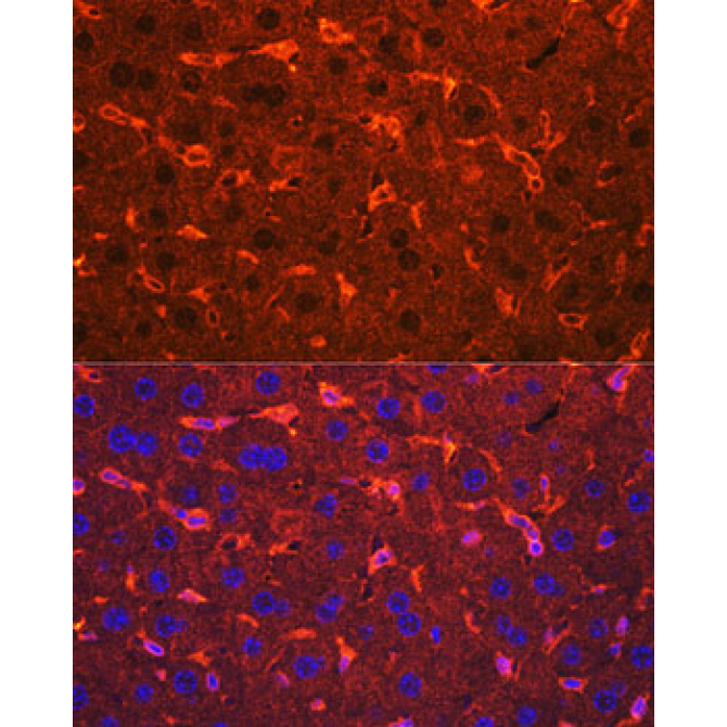 Ceruloplasmin Rabbit Polyclonal Antibody