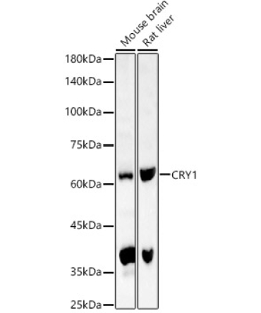 CRY1 Rabbit Polyclonal Antibody