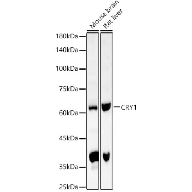 CRY1 Rabbit Polyclonal Antibody