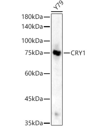 CRY1 Rabbit Polyclonal Antibody [KO Validated]