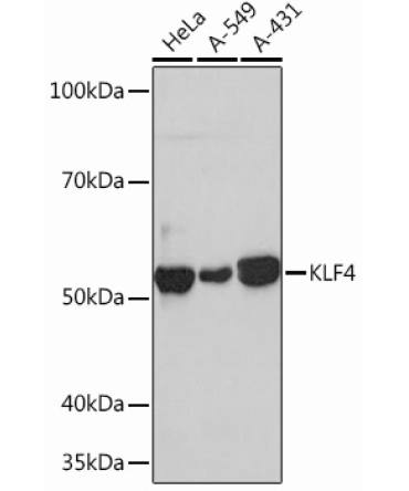 KLF4 Rabbit Monoclonal Antibody