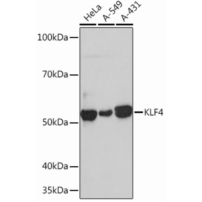 KLF4 Rabbit Monoclonal Antibody
