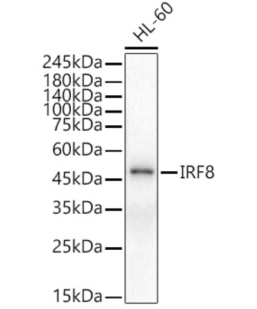 IRF8 Rabbit Polyclonal Antibody