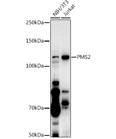 PMS2 Rabbit Polyclonal Antibody [KO Validated]