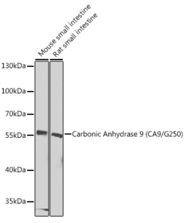 Carbonic Anhydrase 9 (CA9/G250) Rabbit Polyclonal Antibody
