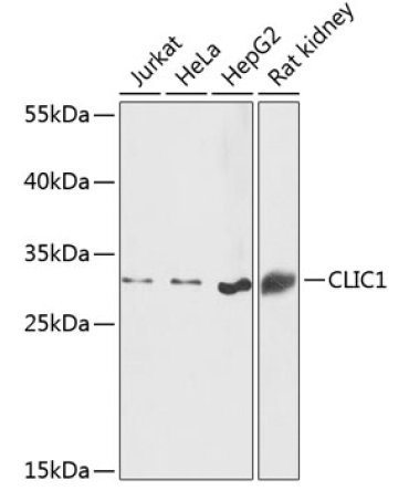 CLIC1 Rabbit Polyclonal Antibody