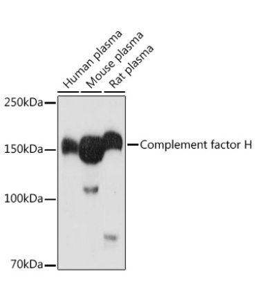 Complement factor H Rabbit Polyclonal Antibody