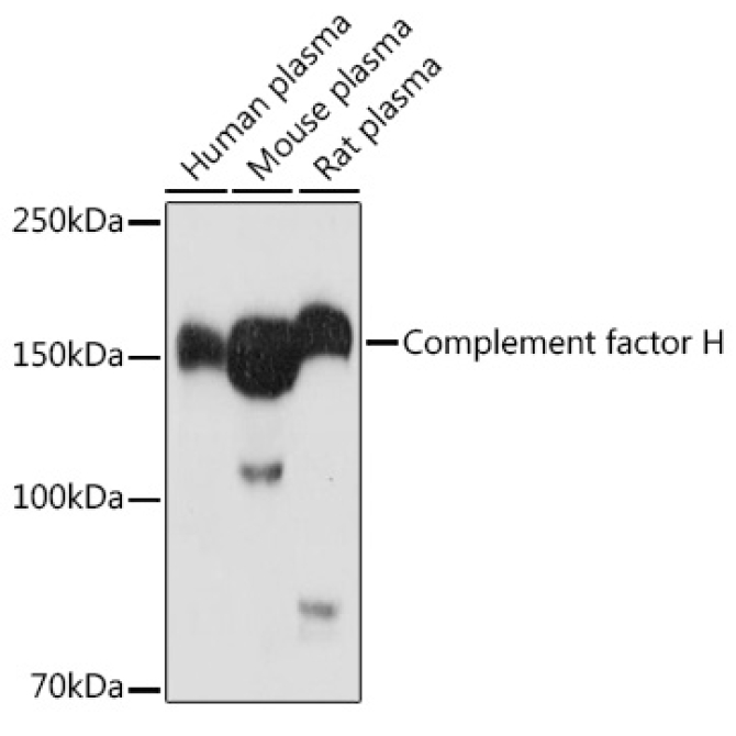 Complement factor H Rabbit Polyclonal Antibody