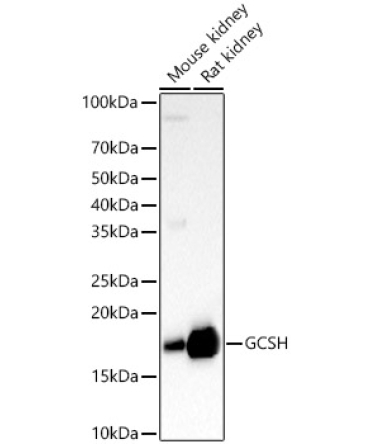GCSH Rabbit Polyclonal Antibody