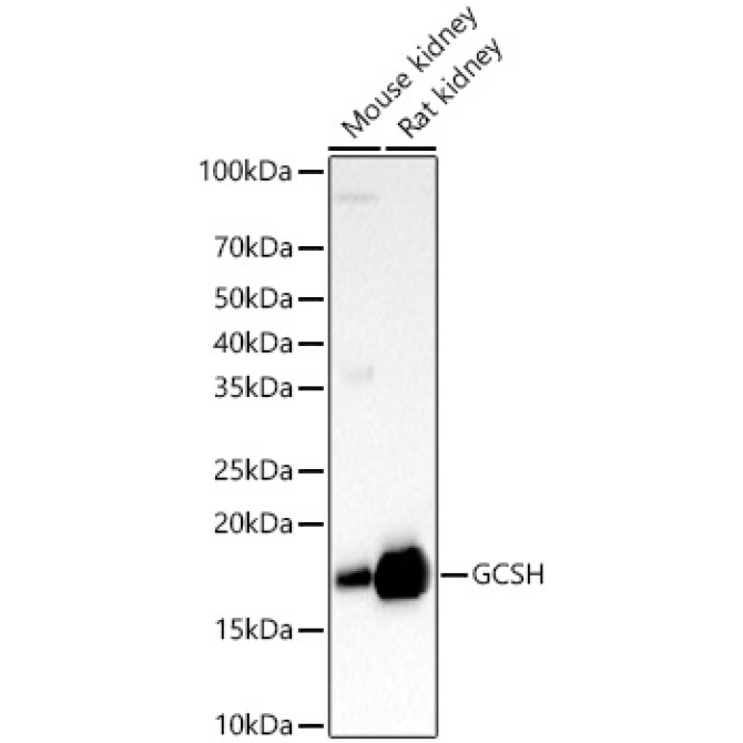 GCSH Rabbit Polyclonal Antibody