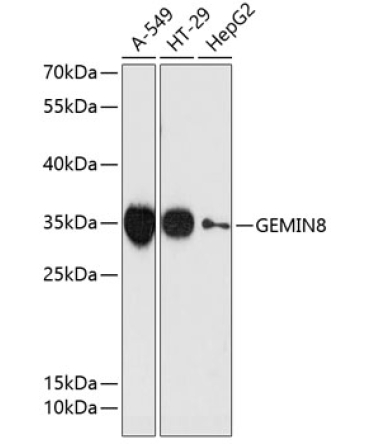 GEMIN8 Rabbit Polyclonal Antibody