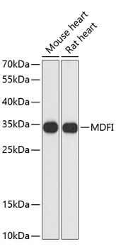 MDFI Rabbit Polyclonal Antibody