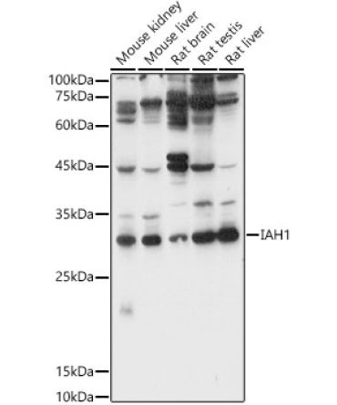 IAH1 Rabbit Polyclonal Antibody