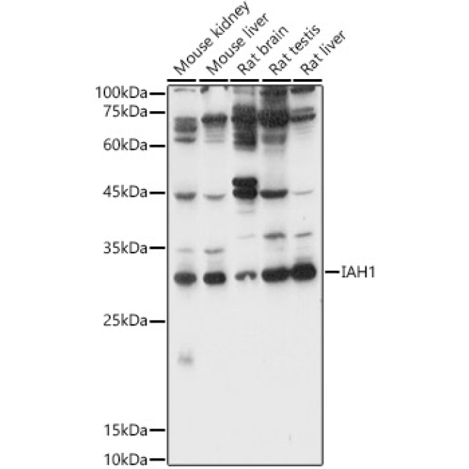 IAH1 Rabbit Polyclonal Antibody