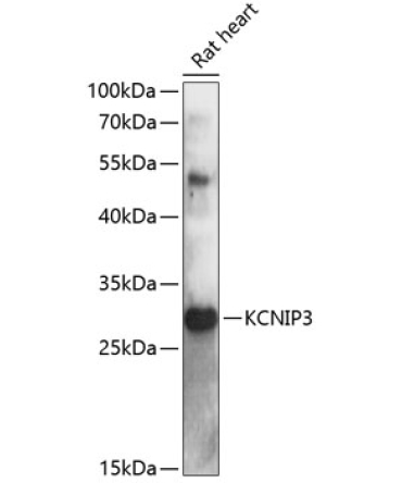 KCNIP3 Rabbit Polyclonal Antibody