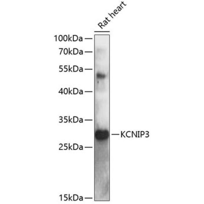 KCNIP3 Rabbit Polyclonal Antibody