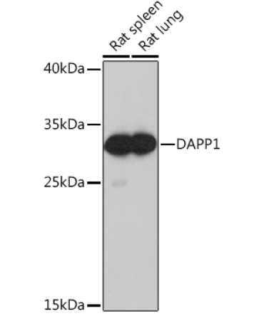 DAPP1 Rabbit Polyclonal Antibody