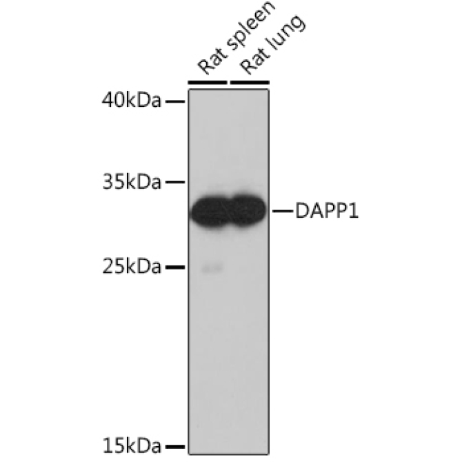 DAPP1 Rabbit Polyclonal Antibody