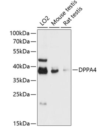 DPPA4 Rabbit Polyclonal Antibody