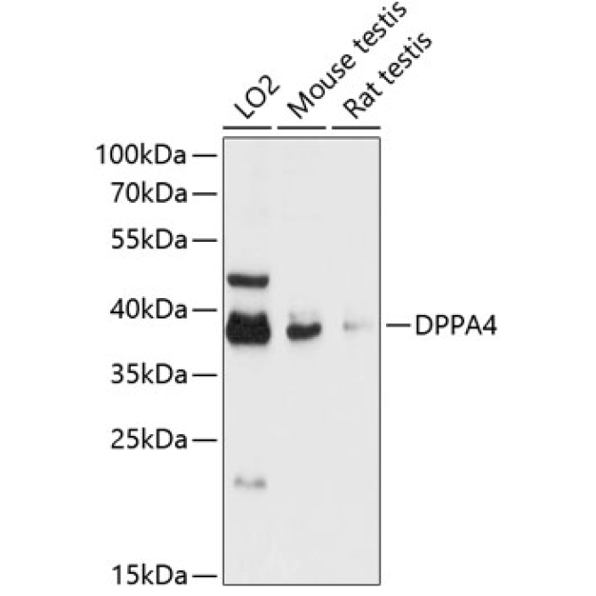 DPPA4 Rabbit Polyclonal Antibody