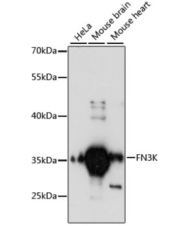 FN3K Rabbit Polyclonal Antibody