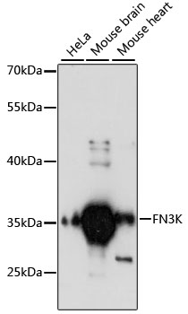 FN3K Rabbit Polyclonal Antibody
