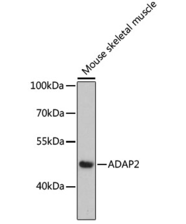 ADAP2 Rabbit Polyclonal Antibody