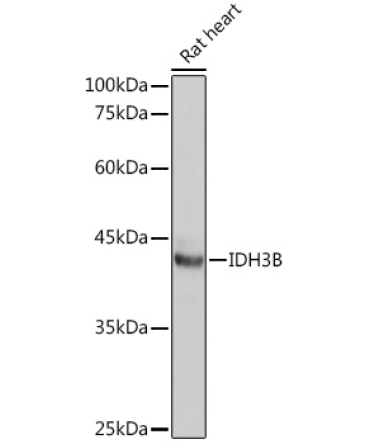 IDH3B Rabbit Polyclonal Antibody