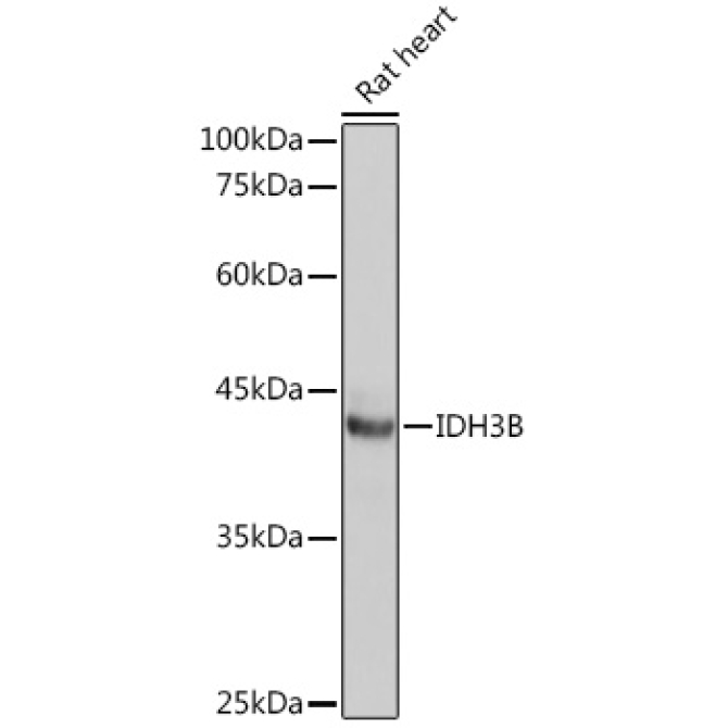 IDH3B Rabbit Polyclonal Antibody