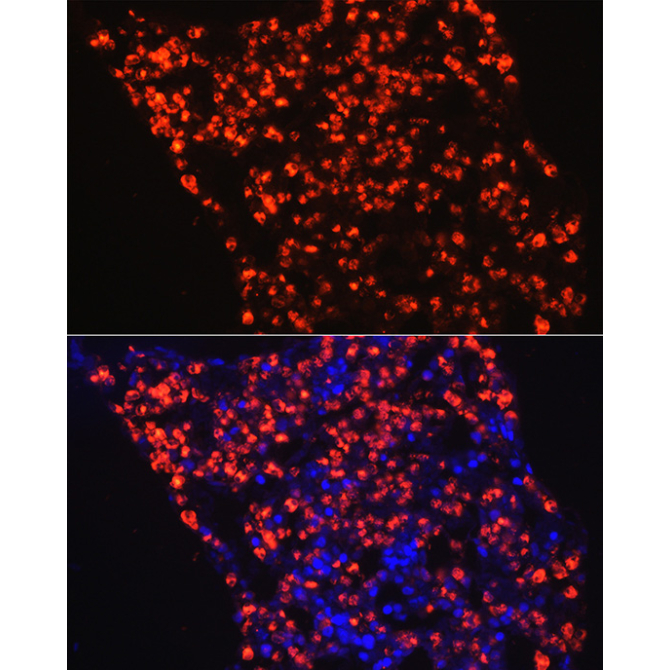 Myeloperoxidase (MPO) Rabbit Polyclonal Antibody