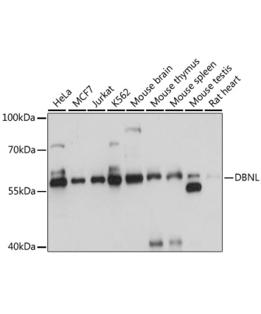 DBNL Rabbit Polyclonal Antibody