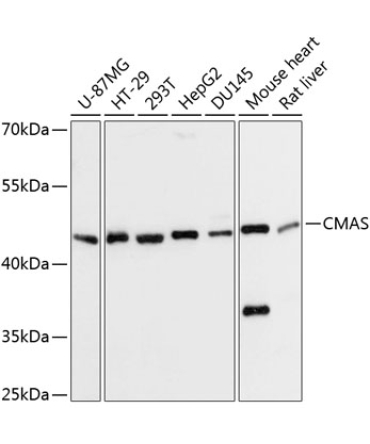 CMAS Rabbit Polyclonal Antibody