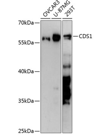 CDS1 Rabbit Polyclonal Antibody