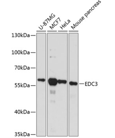 EDC3 Rabbit Polyclonal Antibody