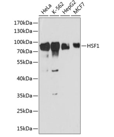 HSF1 Rabbit Polyclonal Antibody