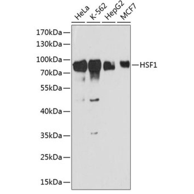 HSF1 Rabbit Polyclonal Antibody