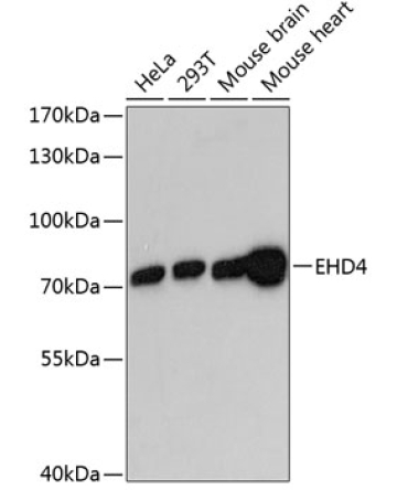 EHD4 Rabbit Polyclonal Antibody