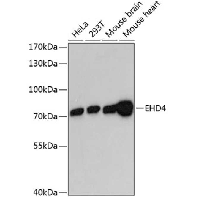 EHD4 Rabbit Polyclonal Antibody