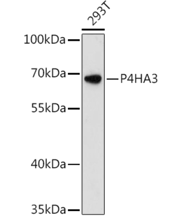 P4HA3 Rabbit Polyclonal Antibody