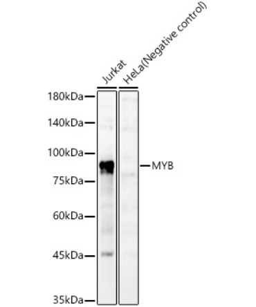 MYB Rabbit Polyclonal Antibody
