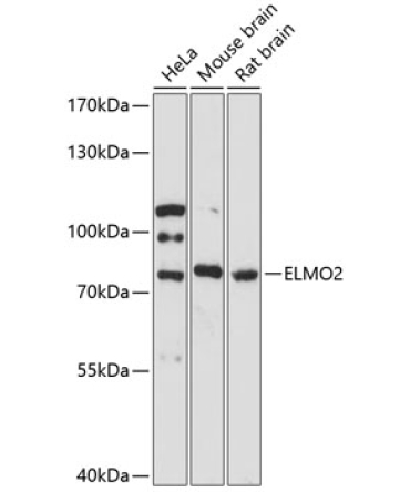 ELMO2 Rabbit Polyclonal Antibody