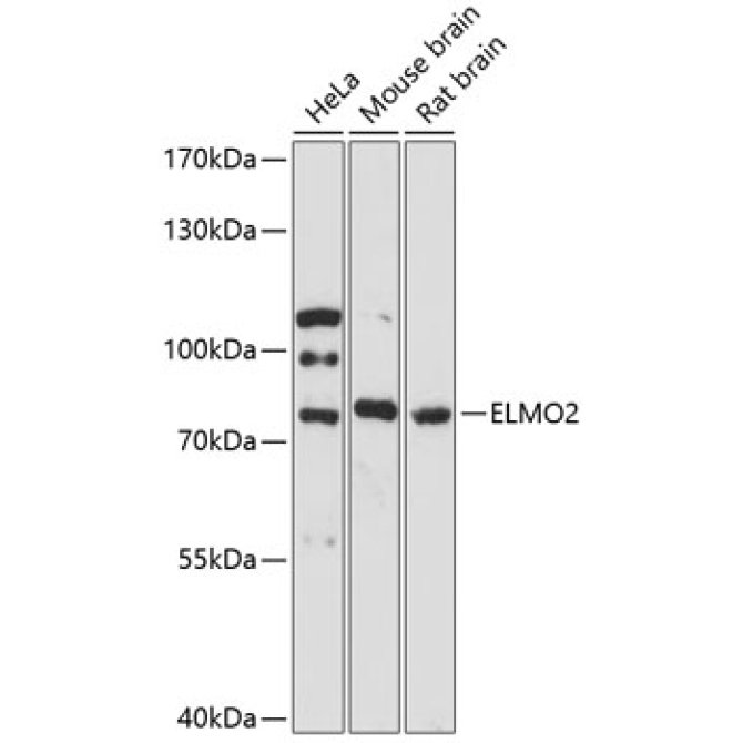 ELMO2 Rabbit Polyclonal Antibody