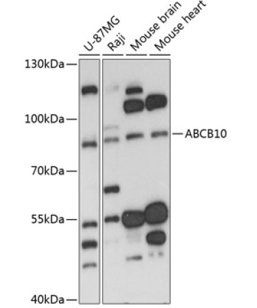 ABCB10 Rabbit Polyclonal Antibody