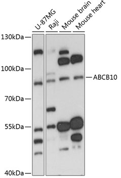 ABCB10 Rabbit Polyclonal Antibody