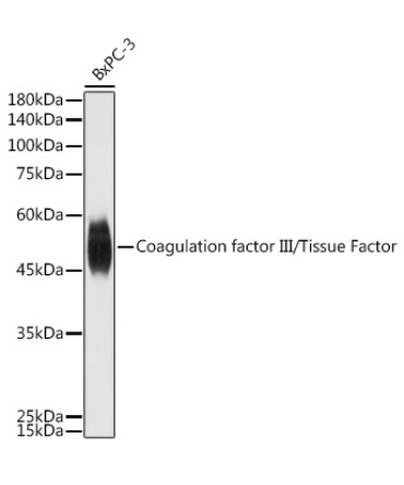 Coagulation factor III/Tissue Factor Rabbit Polyclonal Antibody