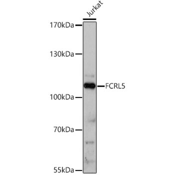 FCRL5 Rabbit Polyclonal Antibody